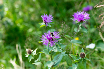 Field Flowers