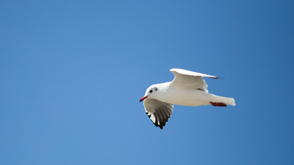 Seagull in blue sky clouds.