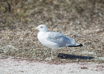 seagull against sea on background