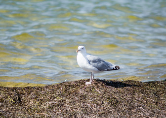 seagull against sea on background
