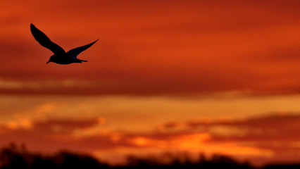 Hawks & Birds in Prince Edward Island, Canada