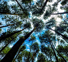 looking up to the sky from a pine forest floor