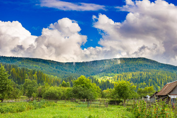 Obraz premium Panoramic View of Carpathian Mountains with Fresh Green Plants in Beautiful Sunny Day