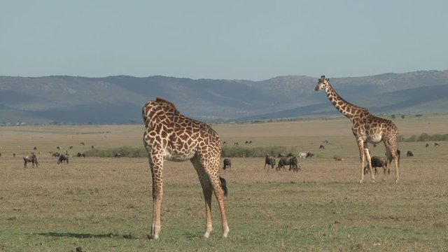  giraffe scratching himself with his neck bent.
