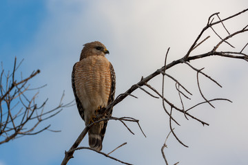Red-shouldered Hawk - Buteo lineatus - perched on thin branch on Sanibel Island, Florida with clouds and sky in background.