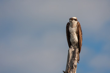 Osprey - Pandion haliaetus - perched on dead limb in Ding Darling National Wildlife Refuge on Sanibel Island, Florida in winter.