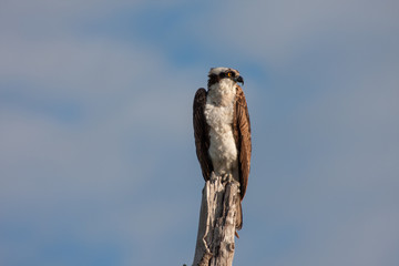 Osprey - Pandion haliaetus - perched on dead limb in Ding Darling National Wildlife Refuge on Sanibel Island, Florida in winter.