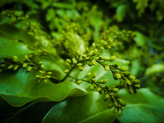 amount of green leaves in the garden The overall picture is green