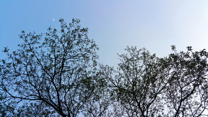 The tree is the front image of the blue sky