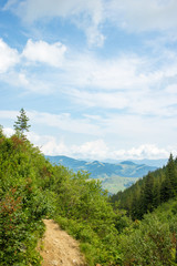 Trail in the forest of the Ukrainian Carpathian Mountains