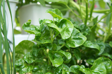 Brazilian Spinach or Sissoo spinach or Samba lettuce. These vegetables also provide a variety of health benefits such as anti-cancer and vitamin K.