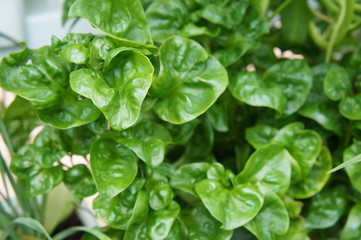 Brazilian Spinach or Sissoo spinach or Samba lettuce. These vegetables also provide a variety of health benefits such as anti-cancer and vitamin K.