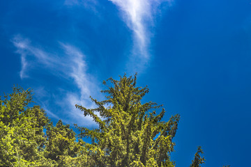 Pines in Mountains against Blue Sky Background