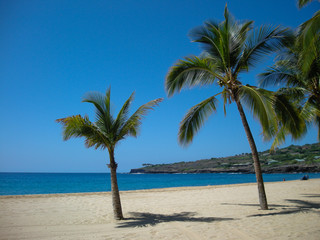 Naklejka na ściany i meble Palm Tree on beach