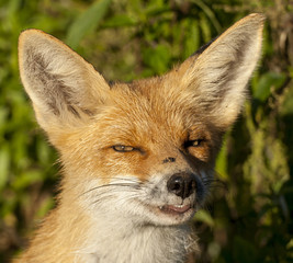 portrait of fox