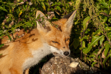 red fox vulpes vulpes