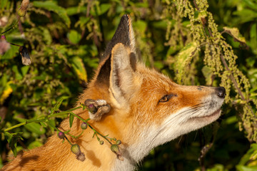 red fox