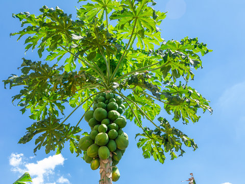 Papaya tree with various fruits and a beautiful blue sky background