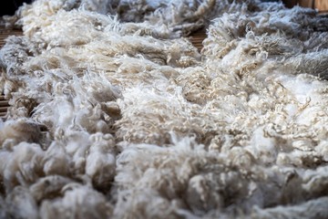 Sheared lamb wool on a table