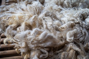Sheared lamb wool on a table