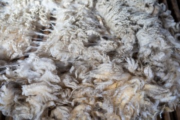 Sheared lamb wool on a table