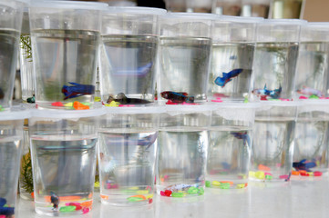 The colorful fighting fish is individually separated in different small plastic containers to...