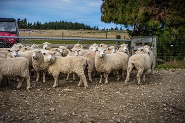 Fototapeta premium A herd of sheep at a farm in South Island, New Zealand