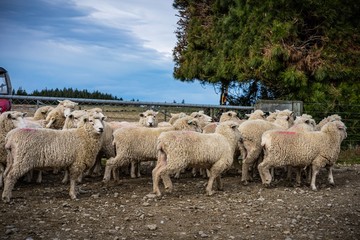 Fototapeta premium A herd of sheep at a farm in South Island, New Zealand