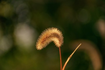 dandelion in grass