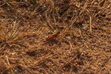 texture of grass