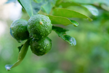 Fresh Thai green lemon on the tree