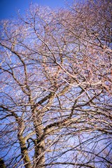 Dried out tree branches against blue sky