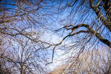 Fototapeta na wymiar Dried out tree branches against blue sky