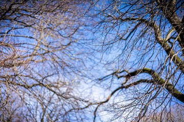 Dried out tree branches against blue sky