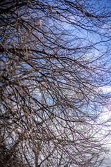 Dried out tree branches against blue sky