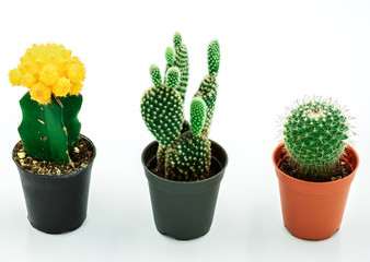 cactus in pot three type minimalism trendy style above white background