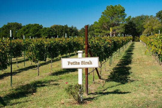 Petite Sirah Grapes Growing In Fredericksburg Texas Vineyard