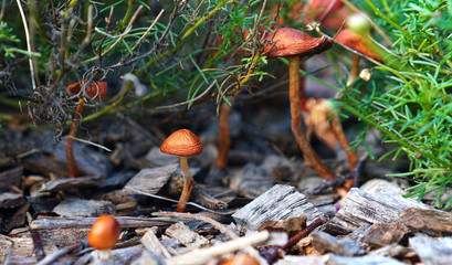 Wild brown mushrooms in middle of wild plants