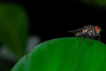 Macro photo of musca domestica, also known as a mosquito,mosca, domestic fly, housefly is a species of brachycerus (flies) in the Muscidae family. Domestic pest, Prague domestic.