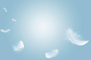 Fototapeta na wymiar Soft white feathers floating in the air