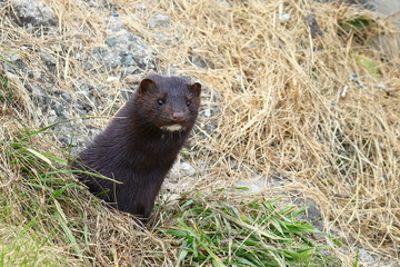 Mink looking from burrow. Mustela lutreola - wild predatory furry animal hunting in nature. 
