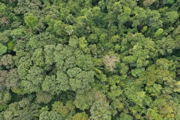 Naklejka premium Tropical rainforest aerial photo 
