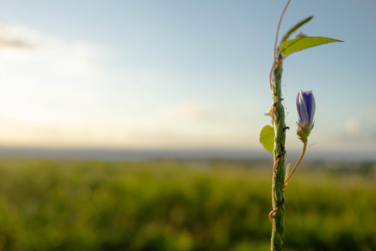 Delicate branch with flower