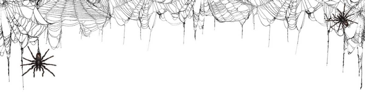 Real creepy spider webs on white banner as a top border with tarantulas hanging from the webs
