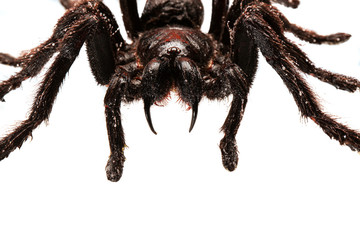 Creepy hairy Tarantula with large fangs isolated on white