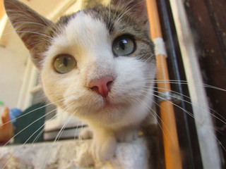 Gato mirando a la cámara. fotografía de animales