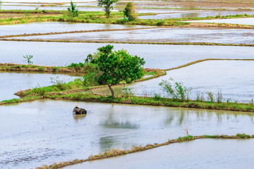 Scenery of flooded rice paddies. Agronomic methods of growing rice  with water in which rice sown...