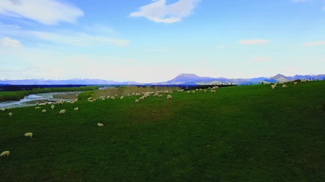 Aerial view: Flight over flock of sheep grazing in New Zealands rural hillside with mountain ridge in background