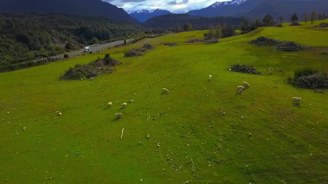 Aerial view: Flight over flock of sheep grazing in New Zealands rural hillside with mountain ridge in background