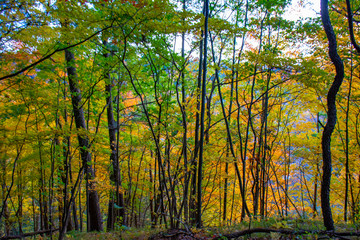 autumn in the forest